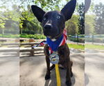 Small #4 Dutch Shepherd  Mix