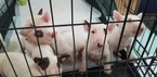 Small Photo #50 Bull Terrier Puppy For Sale in JACKSON, MI, USA