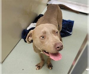 American Pit Bull Terrier-Weimaraner Mix Dogs for adoption in Placerville, CA, USA