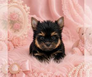 Yorkshire Terrier Puppy for sale in NEW YORK, NY, USA