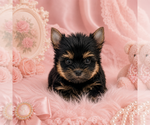 Small Yorkshire Terrier