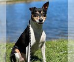 Small #2 Rat Terrier