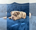 Small #21 English Bulldog