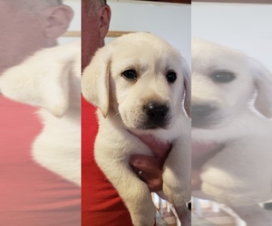 Labrador Retriever Puppy for sale in ATWATER, OH, USA
