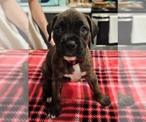 Boxer Puppy for sale in BRIGHTON, CO, USA