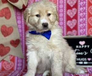 Anatolian Shepherd-Golden Retriever Mix Puppy for sale in LANCASTER, PA, USA