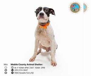 American Bulldog-Unknown Mix Dogs for adoption in Mobile, AL, USA