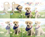 Small #8 Labrador Retriever Mix
