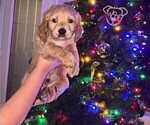 Puppy Puppy 4 Pluto Goldendoodle