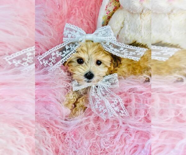 Medium Photo #14 Morkie Puppy For Sale in BOSTON, MA, USA