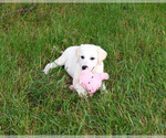 Small #4 Labrador Retriever