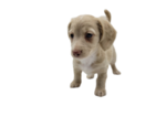 Small Photo #8 Dachshund Puppy For Sale in BALLWIN, MO, USA