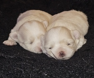 Maltese Litter for sale in KILLEEN, TX, USA