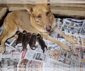 Mother of the German Shepherd Dog puppies born on 07/09/2025