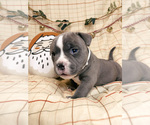 Small Photo #3 American Bully Puppy For Sale in BEDFORD, MA, USA