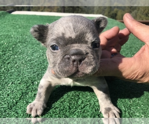 Medium Photo #37 French Bulldog Puppy For Sale in PLACERVILLE, CA, USA