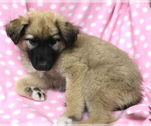 Shepradors Dogs for adoption in Princeton, MN, USA