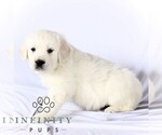 Small #3 English Cream Golden Retriever
