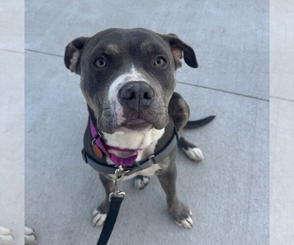 Medium Photo #1 American Pit Bull Terrier-Unknown Mix Puppy For Sale in Fargo, ND, USA