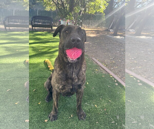 Medium Photo #12 Holland Shepherd-Plott Hound Mix Puppy For Sale in Woodland Hills, CA, USA