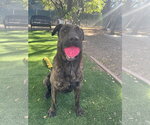 Small Photo #12 Holland Shepherd-Plott Hound Mix Puppy For Sale in Woodland Hills, CA, USA