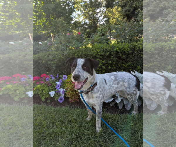 Medium Photo #7 Mutt Puppy For Sale in Sandy, UT, USA