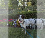 Small #6 Mutt