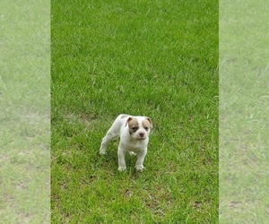 American Bulldog Puppy for sale in THE WOODLANDS, TX, USA