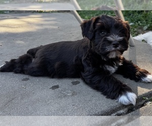 Medium Schnauzer (Miniature)