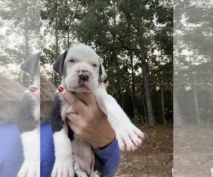 Great Dane Puppy for Sale in CLANTON, Alabama USA