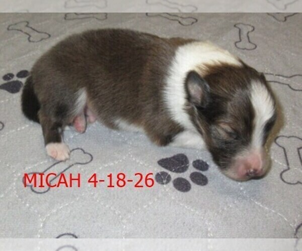 Medium Photo #1 Shetland Sheepdog Puppy For Sale in SOLON, ME, USA