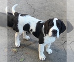 Small Photo #36 Cane Corso-Saint Bernard Mix Puppy For Sale in WORCESTER, MA, USA