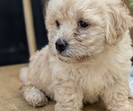 Small #13 Poovanese