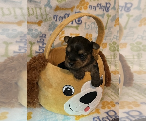 Medium Photo #2 Yorkshire Terrier Puppy For Sale in SPRINGFIELD, TN, USA