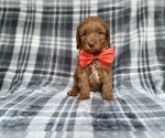 Small #4 Cockapoo (Miniature)