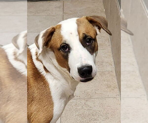 Medium Photo #3 American Pit Bull Terrier-American Staffordshire Terrier Mix Puppy For Sale in Clinton, OK, USA