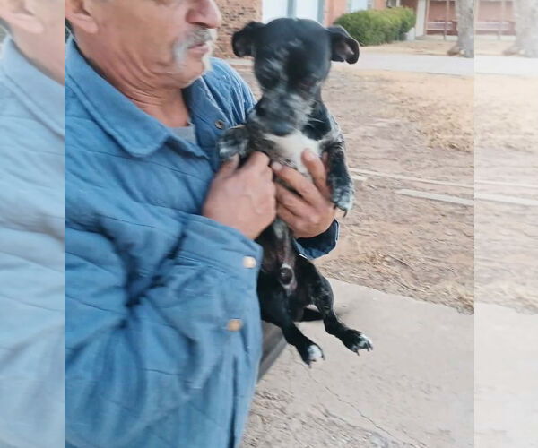 Medium Photo #4 Dachshund-Unknown Mix Puppy For Sale in Grafton, WI, USA