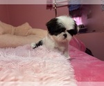 Small Photo #16 Shih Tzu Puppy For Sale in VENETA, OR, USA