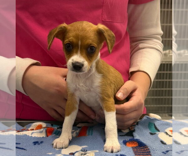 Medium Photo #1 Chihuahua Puppy For Sale in Chico, CA, USA