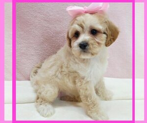Maltipoo (Toy) Puppy for sale in TAYLOR, TX, USA