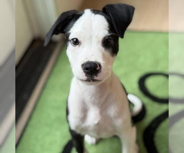 Medium Photo #19 Boxer-Unknown Mix Puppy For Sale in San Diego, CA, USA