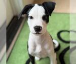 Small #18 Boxer Mix