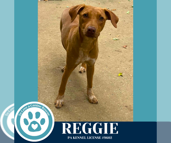 Medium Photo #12 Mutt Puppy For Sale in Kimberton, PA, USA