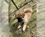 Puppy Puppy 2 Grey German Shepherd Dog-Great Pyrenees Mix