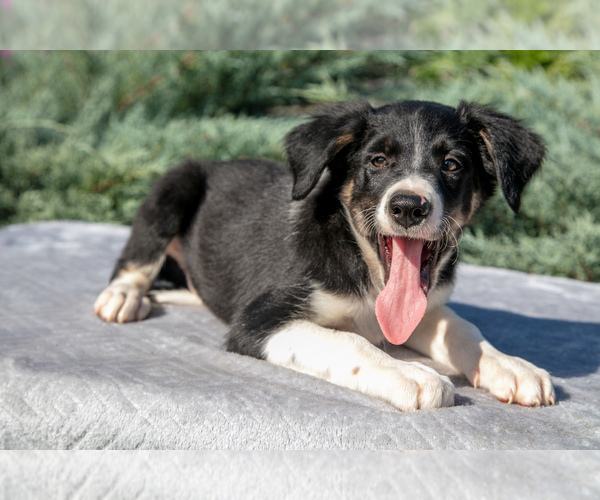 Medium Photo #1 Border Collie Puppy For Sale in GAP, PA, USA