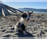 Small Photo #12 Border Collie Puppy For Sale in EVERETT, WA, USA