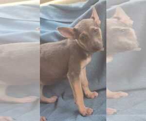 German Shepherd Dog-Unknown Mix Dogs for adoption in The Woodlands, TX, USA