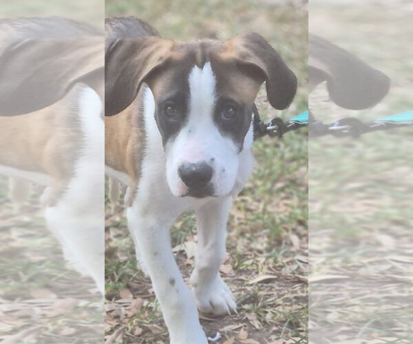 Medium Photo #3 Mutt Puppy For Sale in The Woodlands, TX, USA