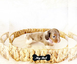 Image preview for Ad Listing. Nickname: AKC BELLE