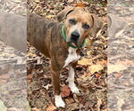 Small #6 Mutt